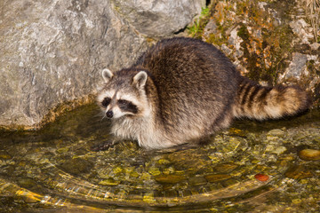 Waschbär im Wildpark Grünau
