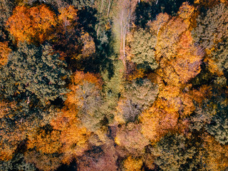 drone flight over autumn forest