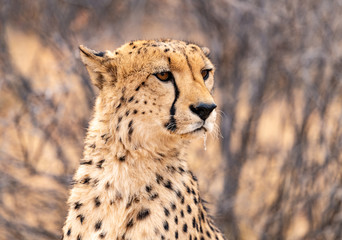 Close up of male cheetah