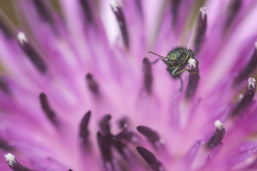 Gr&uuml;ner K&auml;fer Portrait