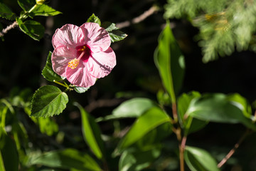 Close up of Soft Pink  Hibiscus rosa-sinensis