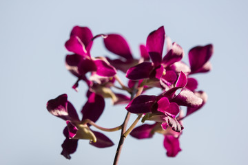 Dark Pink  orchids flower