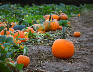Stand out Pumpkin patch 