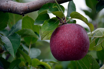 Pick you own apple Orchard 