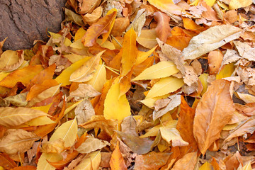 Autumn colored leaves background