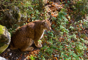 Luchs im Wildpark Grünau