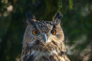 Uhu im Wildpark Grünau