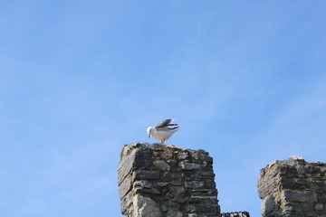 Gabbiano atterrato su mura in pietra con cielo azzurro