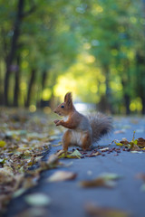 The squirrel sits on the autumn road in the park