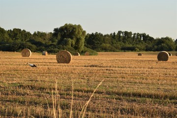 Pole po żniwach © Michał Kiełpiński