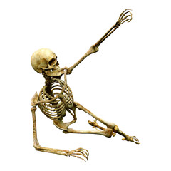 3D Rendering Human Skeleton on White