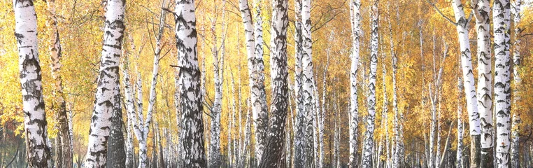 Papier Peint photo Lavable Bouleau belle scène avec des bouleaux dans la forêt de bouleaux d& 39 automne jaune en octobre parmi d& 39 autres bouleaux dans la forêt de bouleaux