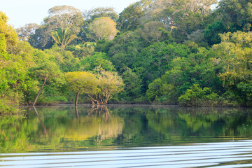 Panorama from Amazon rainforest, Brazilian wetland region.