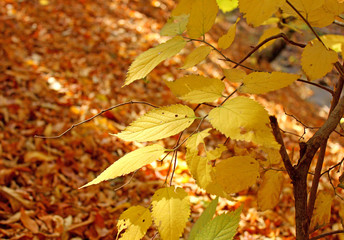 Branch with yellow leaves