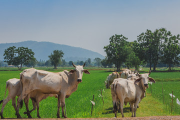 Herd of cows walk across on the rice field in the afternoon
