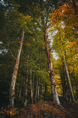 Fototapeta premium autumn in the forest