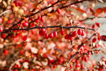 Berberis branch in the garden