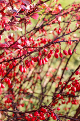 Berberis branch in the garden