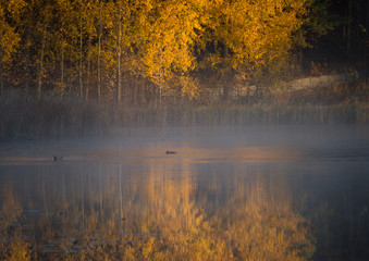 Lake Malaren in stockholm an early cold and foggy autumn day, shilouettes and reflextion in the calm water