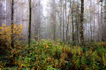 Impermeable birch forest with a lot of plants and fog