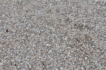 Pile of shells on the beach