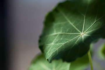 Light and Shadows On A Nasuturium Leaf