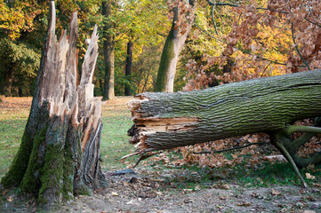 Fallen huge tree in town park