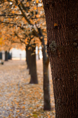 Autumn in the park, path leading to the park