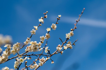 梅の花