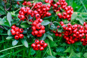 Red berries (cotoneaster horizontalis) in the garden.