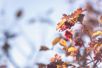Beautiful autumn background with red berries of viburnum or guelder rose. Image with copy space