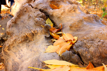 orange leaves on the log