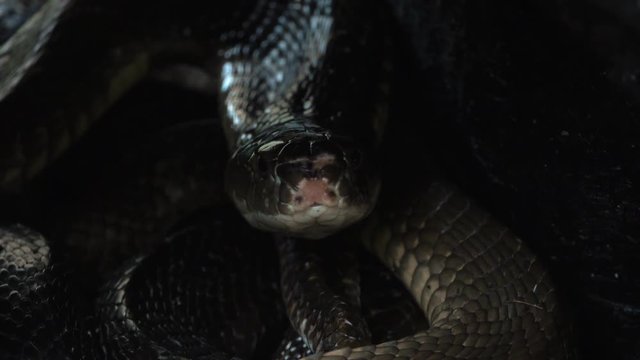 Black King Cobra Looking out of Snake Hole