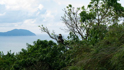 One of the rarest monkeys living in Vietnam is Pygathrix sinerea.
