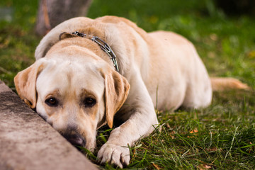 sad dog breed Labrador lying on the grass