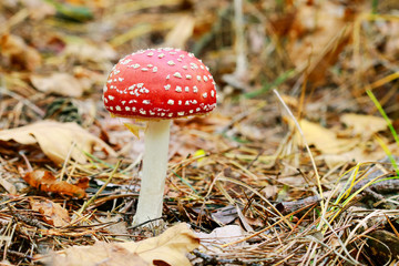 Red fly agaric (amanita muscaria)