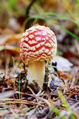 Red fly agaric (amanita muscaria)