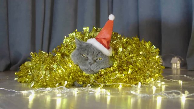 Cat in red christmas hat sitting in christmas garland and tinsel look in cam and try to sleep. Animal portrait of cat in red christmas hat.   British cat celebrate Christmas and New Year. 