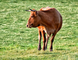 Obraz premium Red cow in the pasture looking away