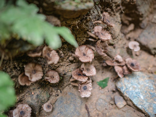 Forest mushroom growth up on the groud in the mountain