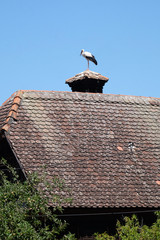 Fototapeta na wymiar White Stork and nest on top of refurbished wooden houses in European stork village Cigoc, Croatia 