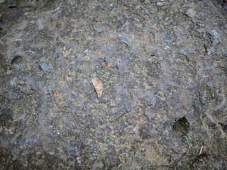 Dry leaf on Stone texture wallpaper