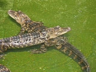 Two Alligators