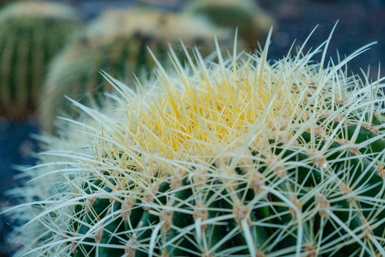 Barrel Cactus Plant Closeup 