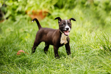 Portrait of a cute, happy mixed breed small puppy in black, brown and white colors, saved from the...