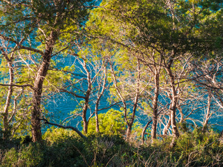 Mediterranean coastline trees