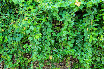 Fototapeta premium green leaf plant texture for background