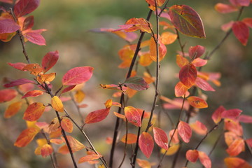 Shrub covered with beautiful colorful autumn leaves