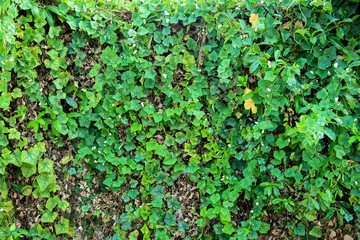 green leaf plant texture for background