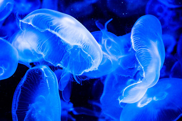 Beautiful dance of jellyfish underwater 